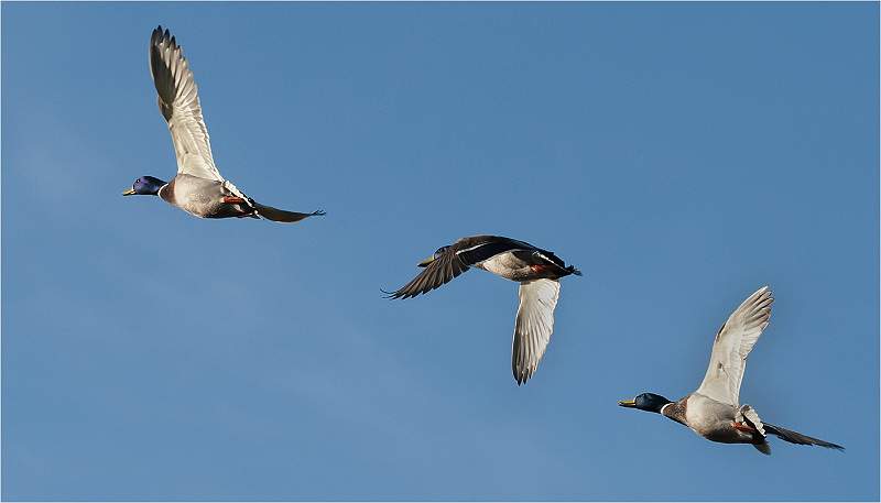 Mallards in Flight.jpg - Mallards in Flight (Anas Platyrhynchos)